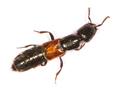 Megalinus glabratus